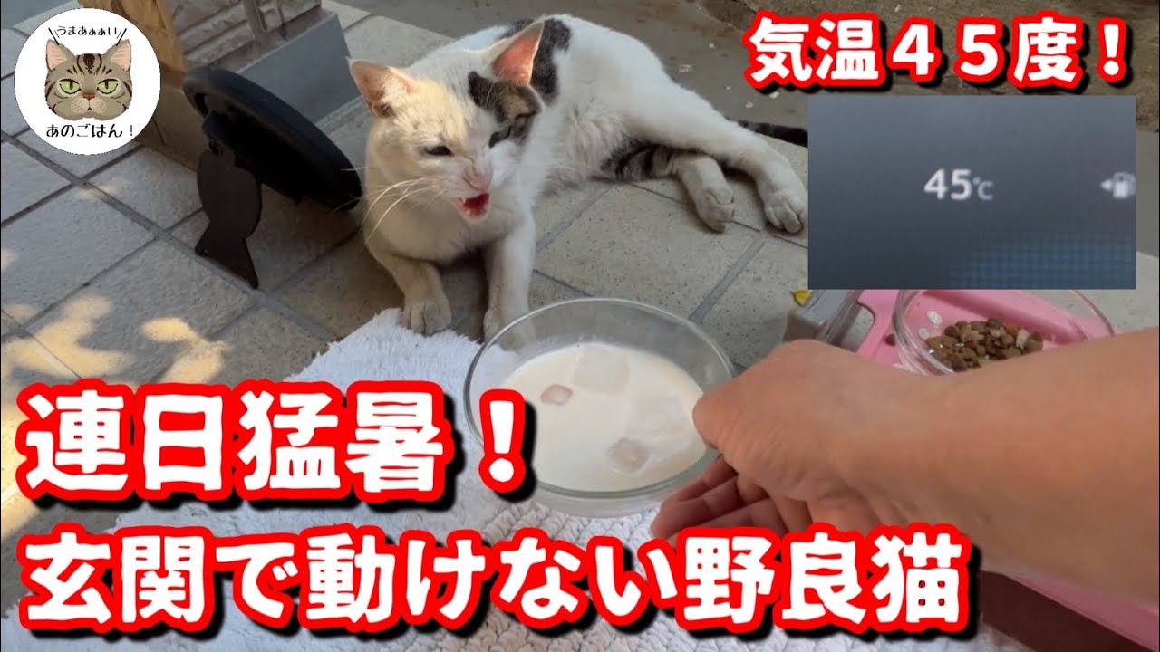 真夏の猛暑！玄関で倒れてしまった野良猫に冷たいミルクをあげると…