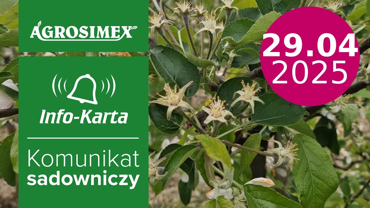 Zalecenia zabiegów po kwitnieniu w sadach ziarnkowych i pestkowych | Komunikat sadowniczy
