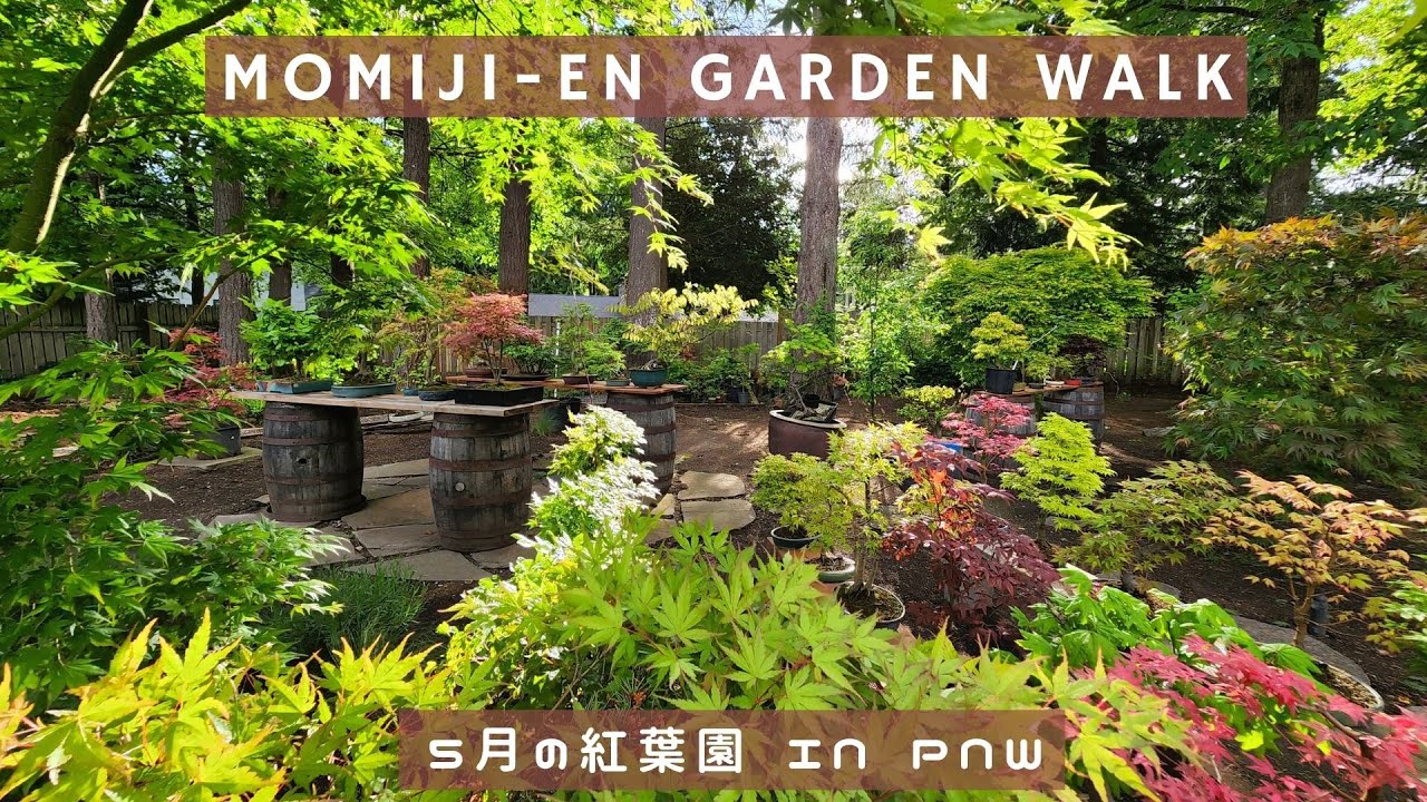 Momiji-en Japanese Maple Bonsai Garden Walk (Mid/Late Spring)
