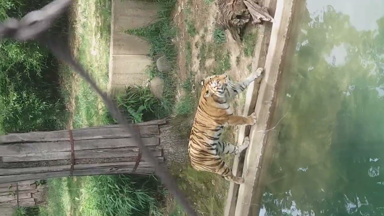 El tigre tomando aguita