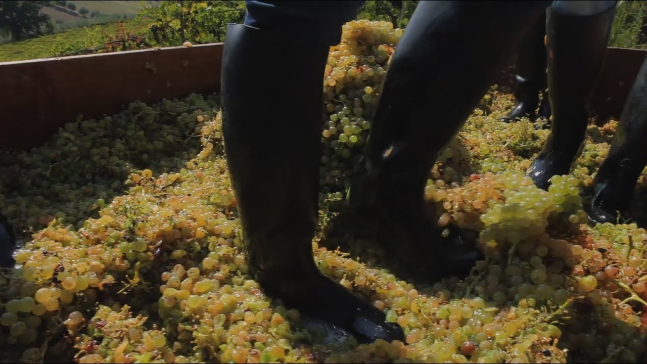 Trebbiano d'Abruzzo Emidio Pepe - Vino Bianco Metodo Artigianale