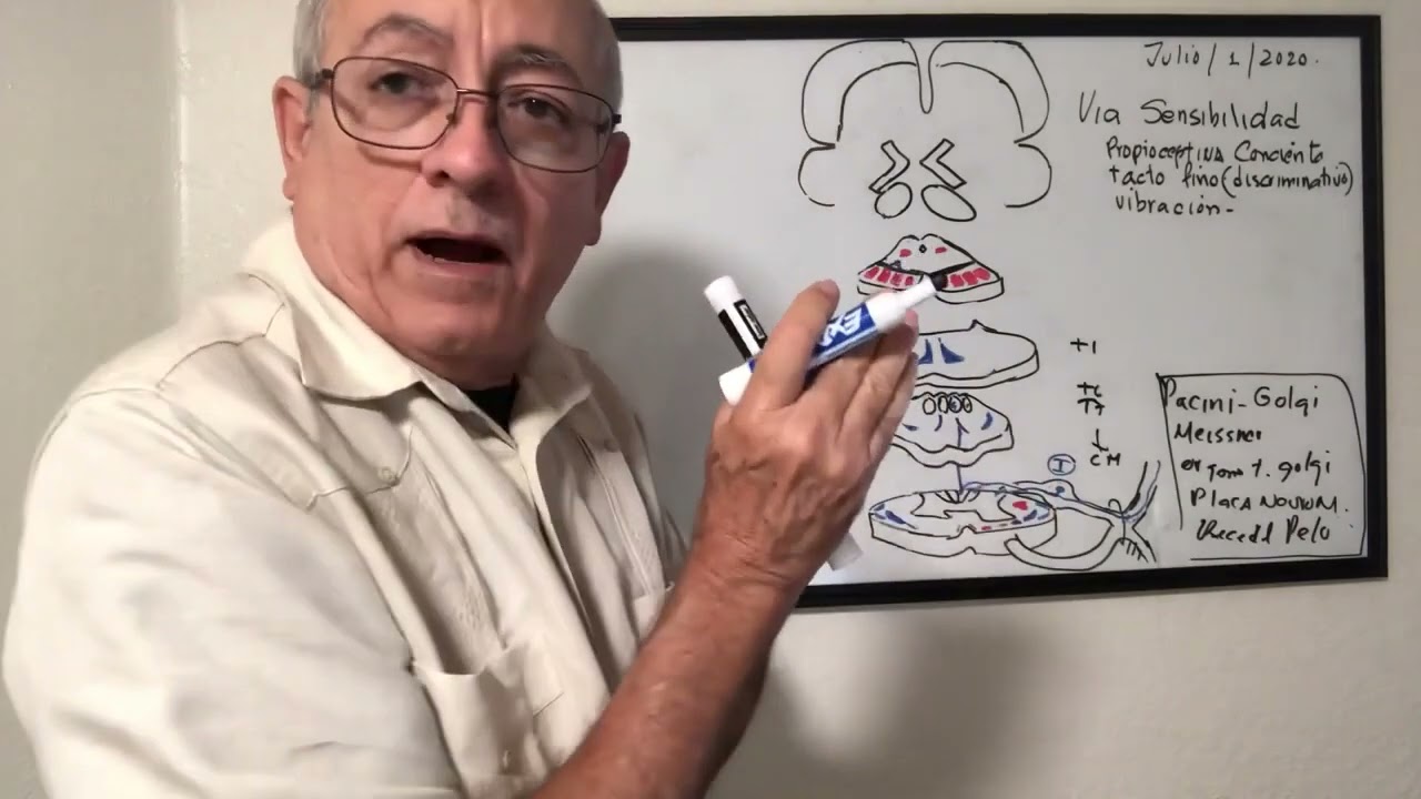 Tacto fino y propiocepcion consciente  Receptores propioceptivos, Lemnisco Medial