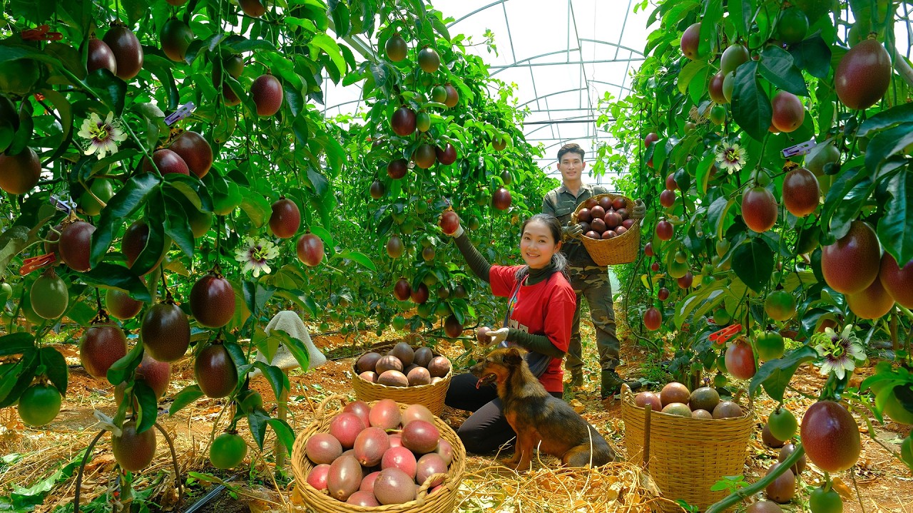 Harvest Passion Fruit With My Brother Goes To Market Sell &ndash; Daily Life In The Countryside And Garden