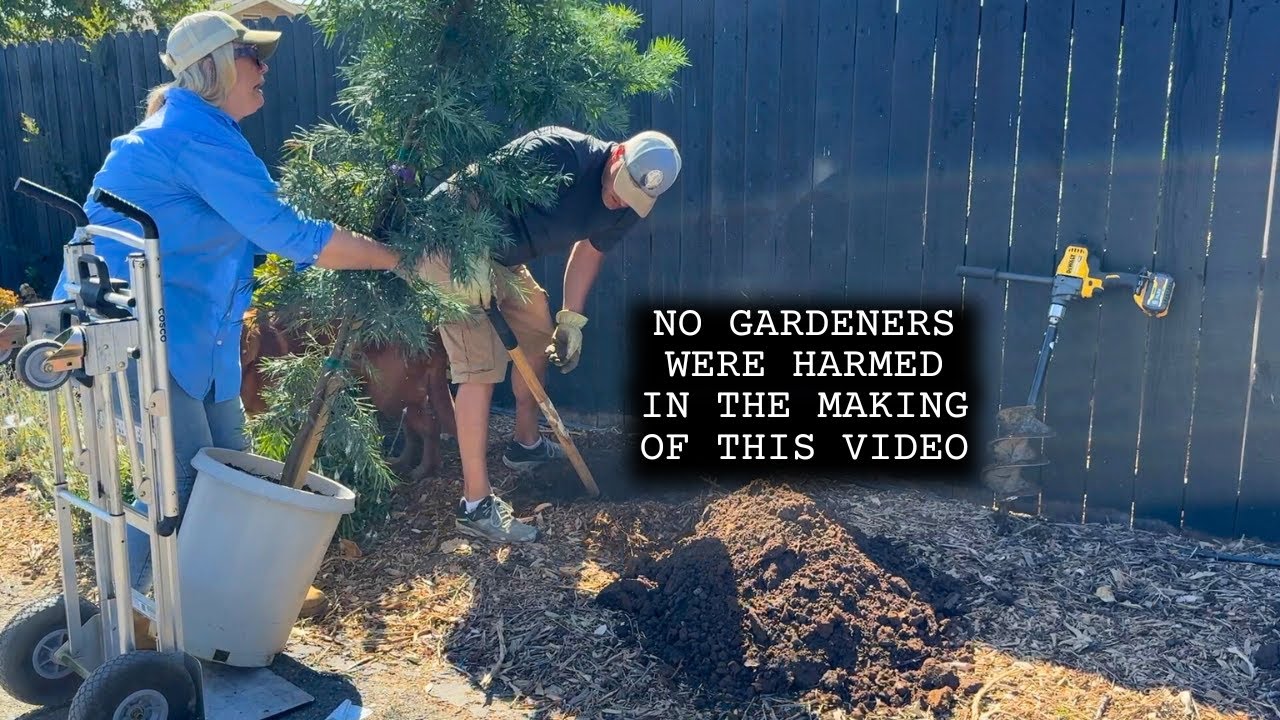 Planting Evergreen Podocarpus Trees in the Garden for Privacy and Winter Interest!