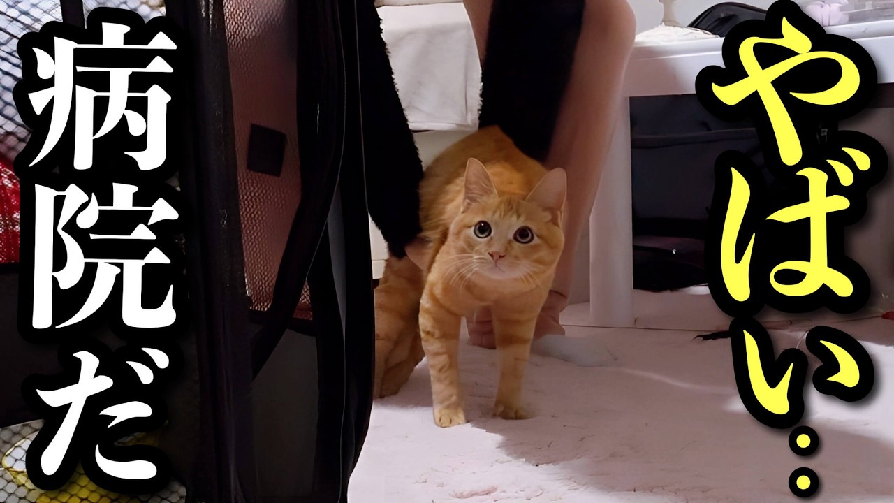 Поймать котенка, который постоянно убегал от меня, и отвезти его к ветеринару