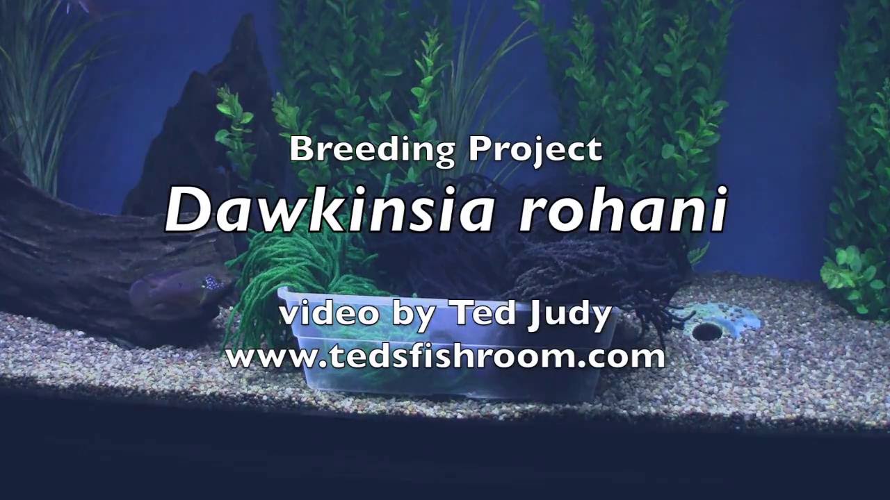 Breeding Project:  Dawkinsia rohani - Part 2