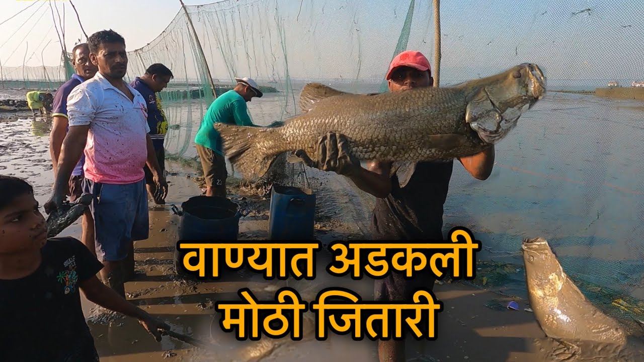 वाण्यात पडली मोठी मोठी जितारी | Big Barramundi  | वाणा पारंपरिक मासेमारी | JITARI