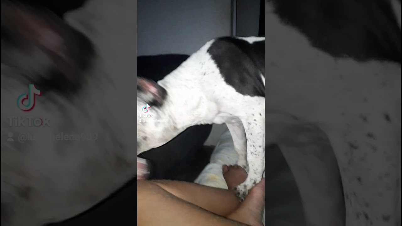#AmericanBully