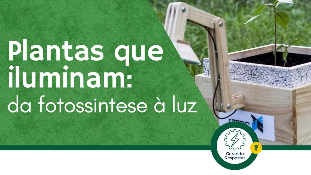 Plantas que iluminam: da Fotossíntese à Luz