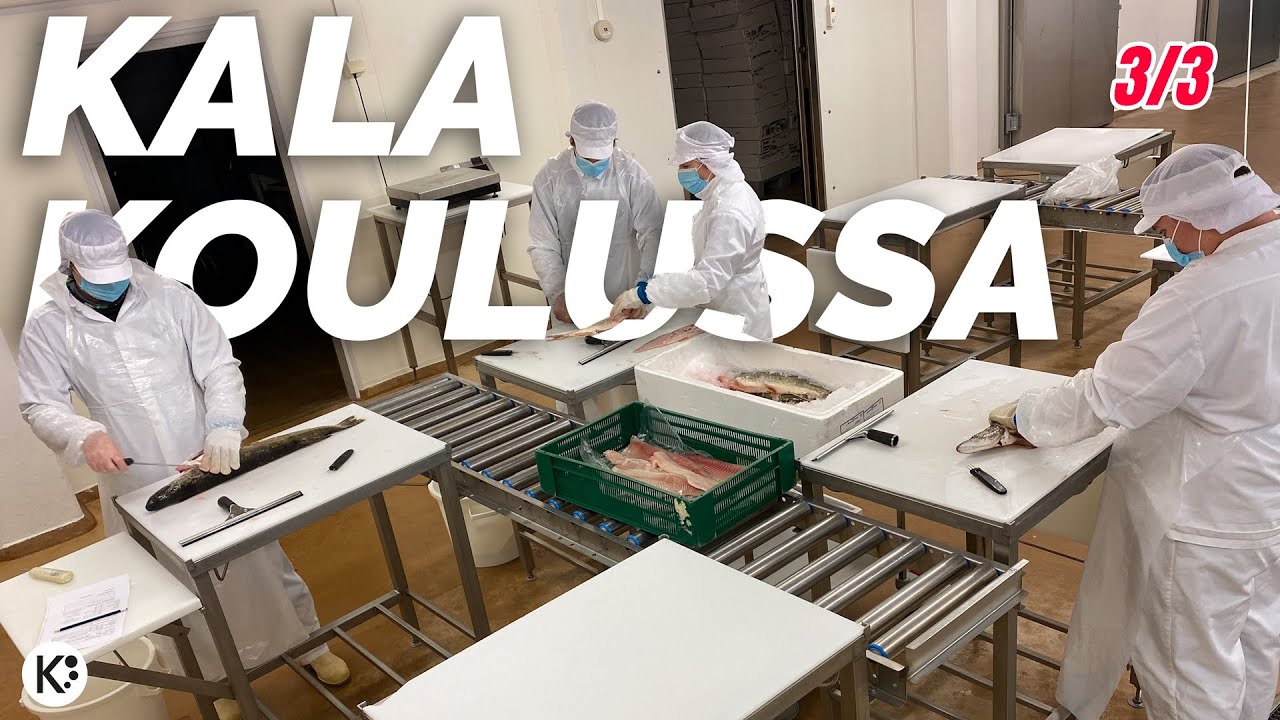 Päivä KALAKOULUSSA 3/3 - Kalanjalostusta