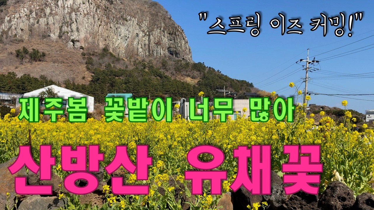 퇴미중 - 산방산 유채꽃 제주봄 - 제주 