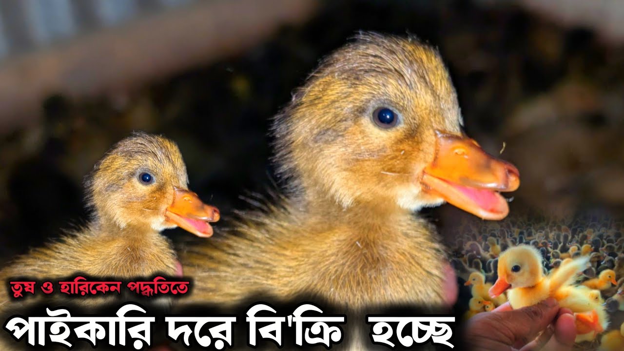 A গ্রেডের খাকি ক্যাম্বেল, জিনডিং,  ইন্ডিয়ান রানার এবং ব্ল্যাক হোল বাচ্চা বি