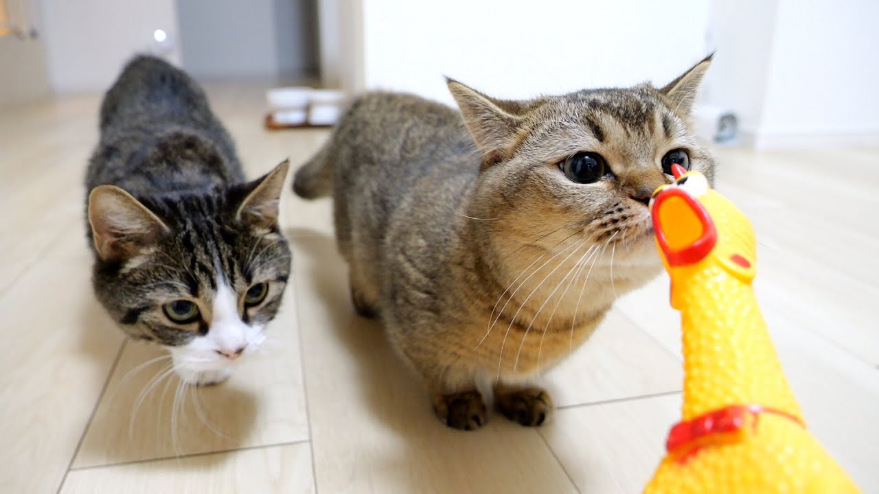 Gargher Chicken just showed up in front of Kiki the kitten!