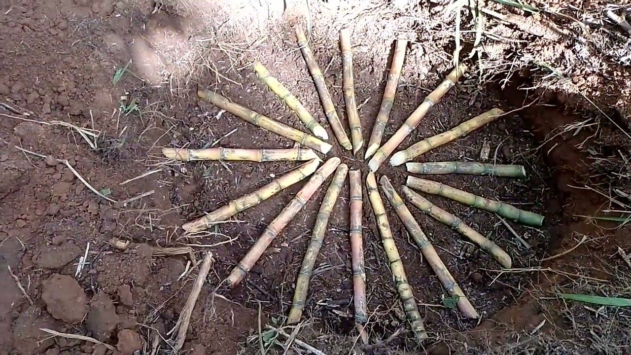 novo método de plantio de cana de açúcar