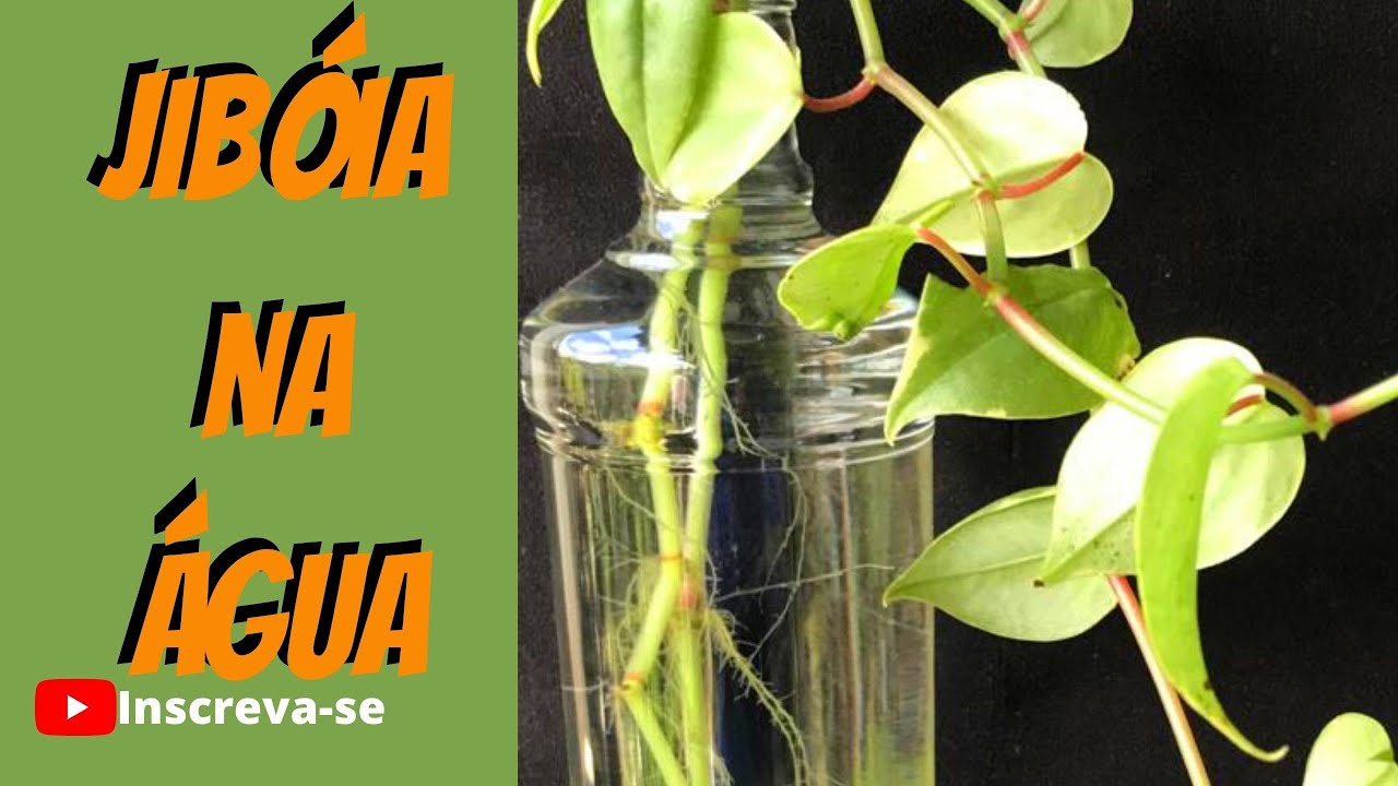 COMO CULTIVAR PLANTA JIBÓIA NA ÁGUA - VEJA ESSE VÍDEO