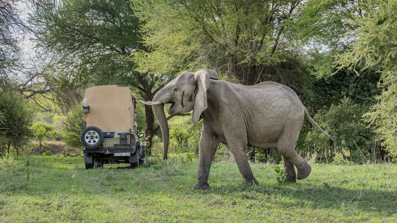 Amazing Safari in Ruaha, Tanzania 2017 (4K-Video)
