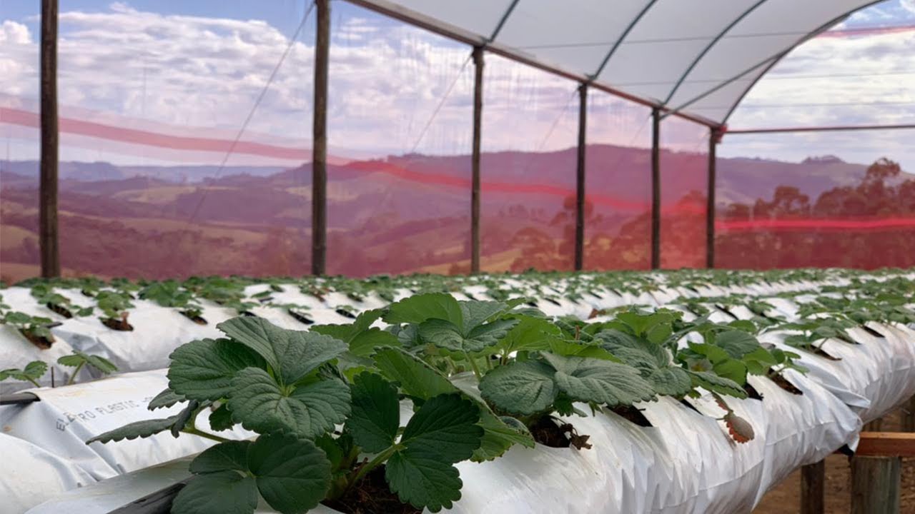 Estufa para cultivo de MORANGOS com SLABS - Vantagens e Benefícios