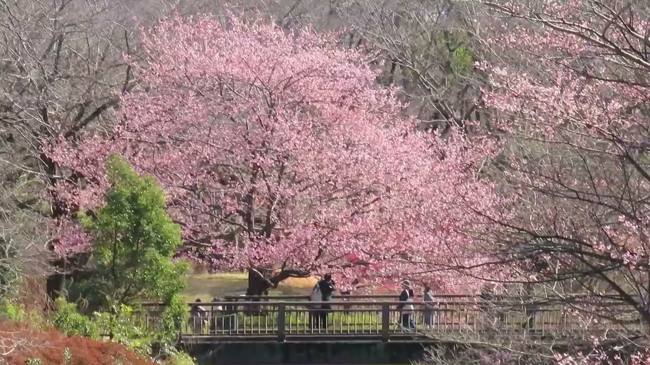 国営昭和記念公園 川沿いの寒桜　2026.03.09