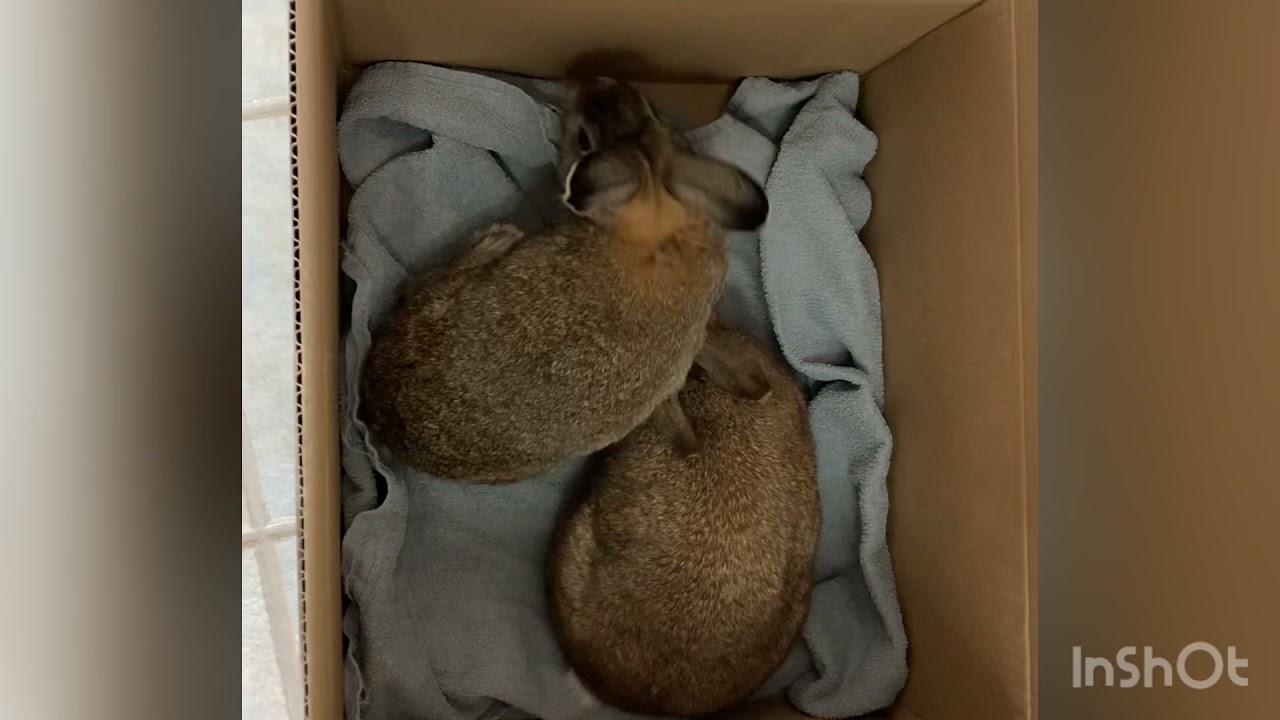 Cinnamon Bun meets a new bunny: house rabbit bonding 1