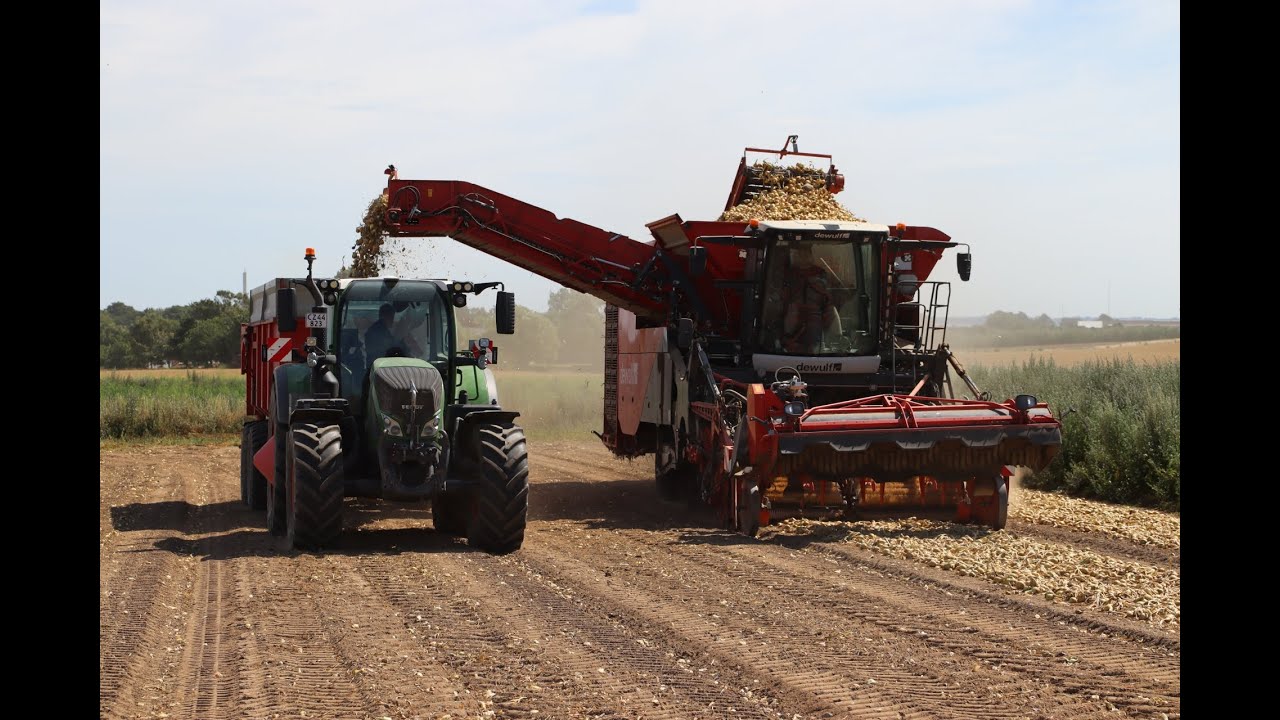 onion harvest with Dewulf Kwatro