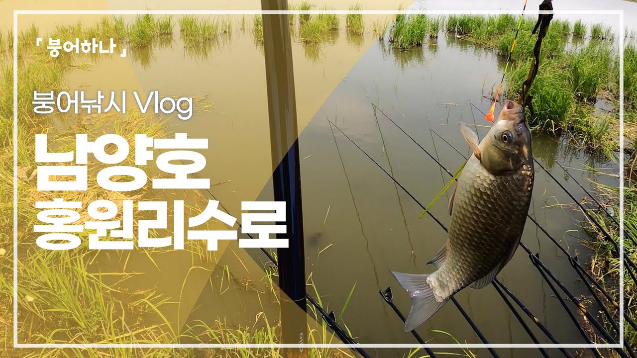 아쉬움만 가득한 5월, 남양호 홍원리수로 붕어낚시 2차전 들어왔습니다!