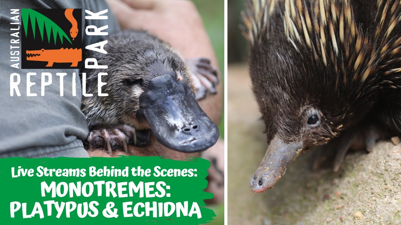 MEET THE MONOTREMES: - PLATYPUS & ECHIDNA (LIVE FOOTAGE) | AUSTRALIAN REPTILE PARK