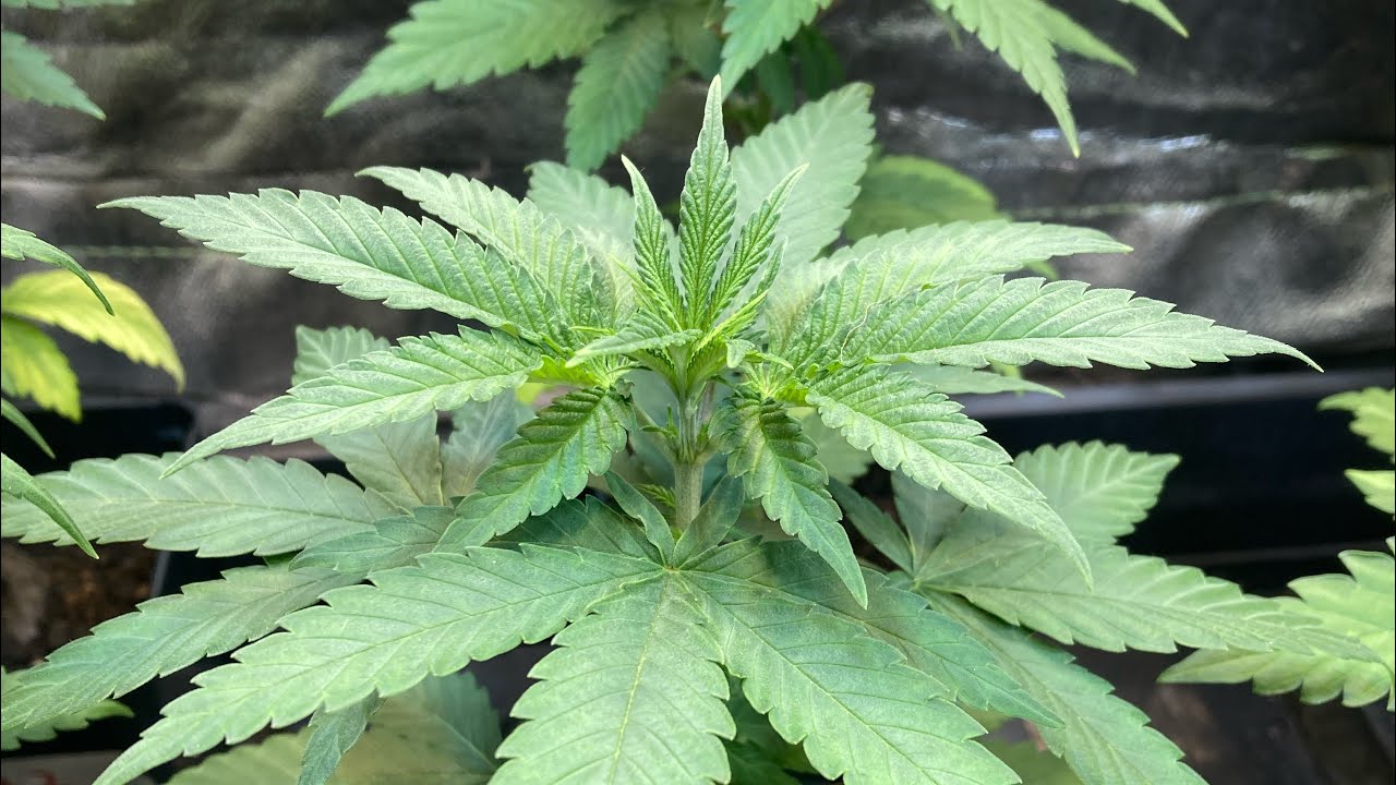 Seedlings