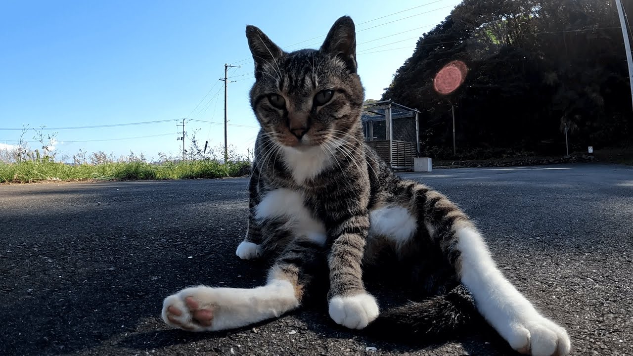 田代島　毛並みツヤツヤなぶち猫と遊んでいる様子を見たキジ白猫がなんとか自分の方へ注意をひこうとして隣でわざとらしく毛づくろいをし始める