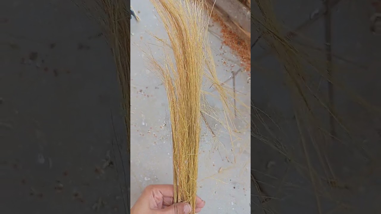 Nesting Material for #finch|| Free nesting #nestingmaterial #finchcolony #birds