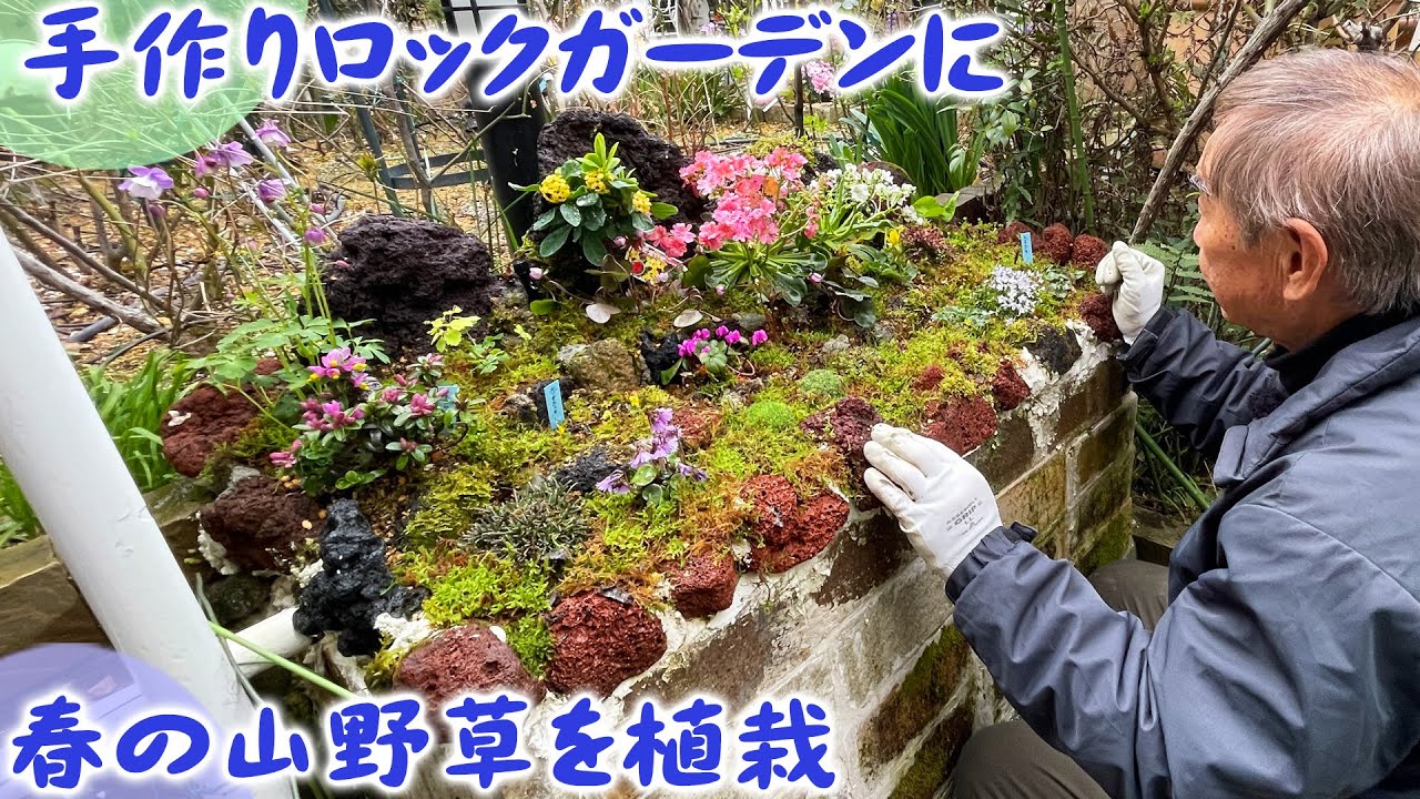 【花と緑のグリーンバレイ】吉田眼科の庭2025④DIYで作れるロックガーデンに春の山野草を植えつける【お庭訪問】