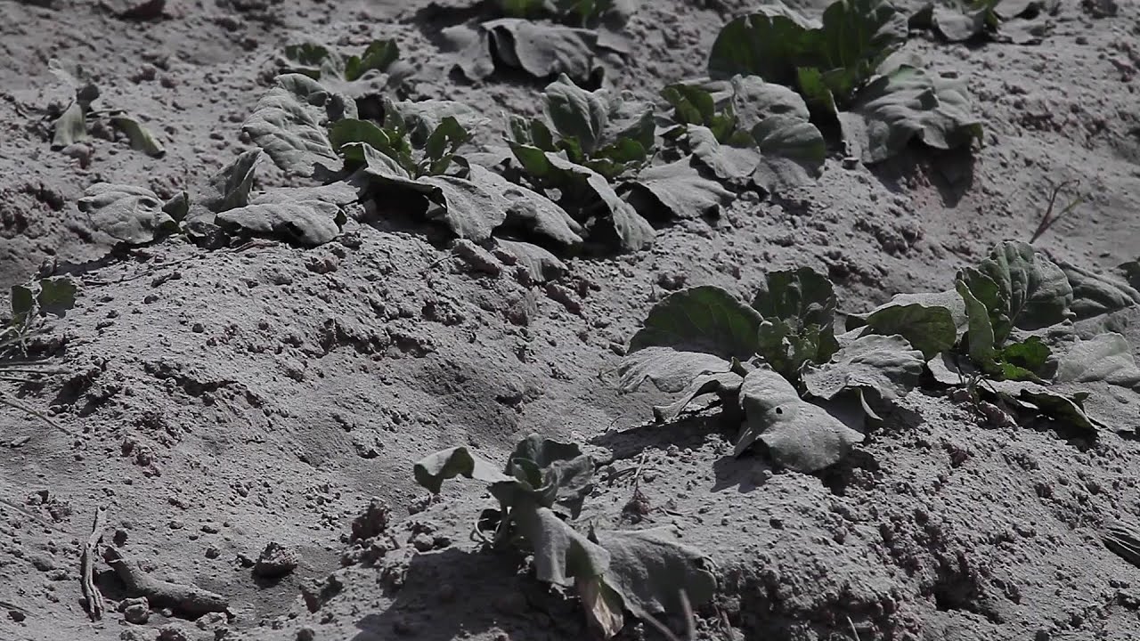 Indonesia villages covered in ashes after volcanic eruption | AFP