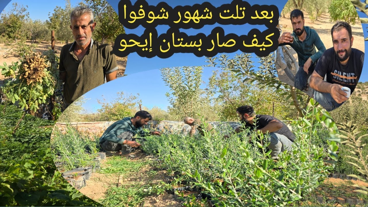 اشتغلنا بالمشتل زيتون شوفوا نتائج بعد تلت شهور تعب كيف كان وكيف صار تابعوا  للاخير❤️