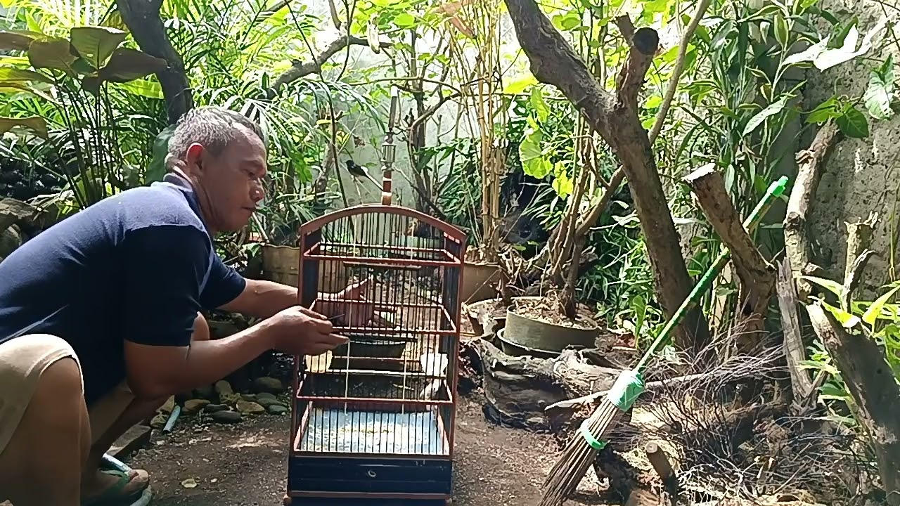 MERILIS BURUNG MANYAR DI AVIARY. SEMOGA CEPAT BERAPTASI AMIIIIN. 