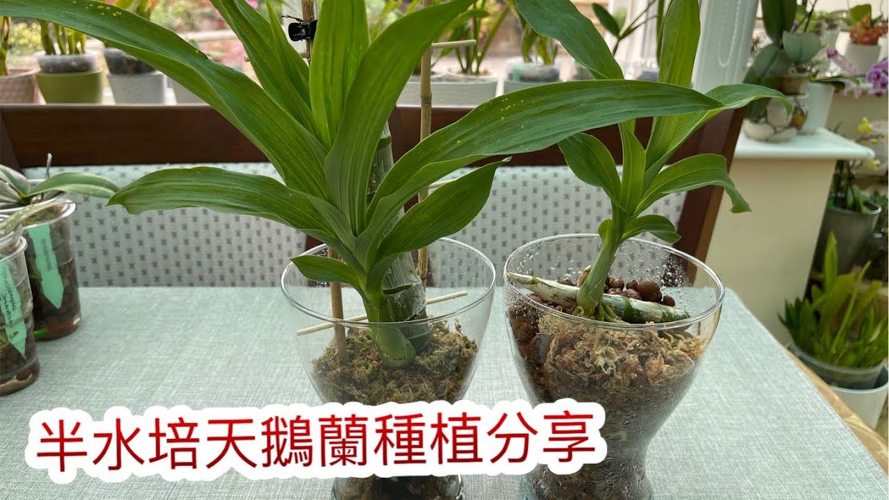 當碰見（天鵝蘭）的球莖己腐爛一半可參考我這個視頻，盆底沒洞半水培天鵝蘭分享（18-7-2021）