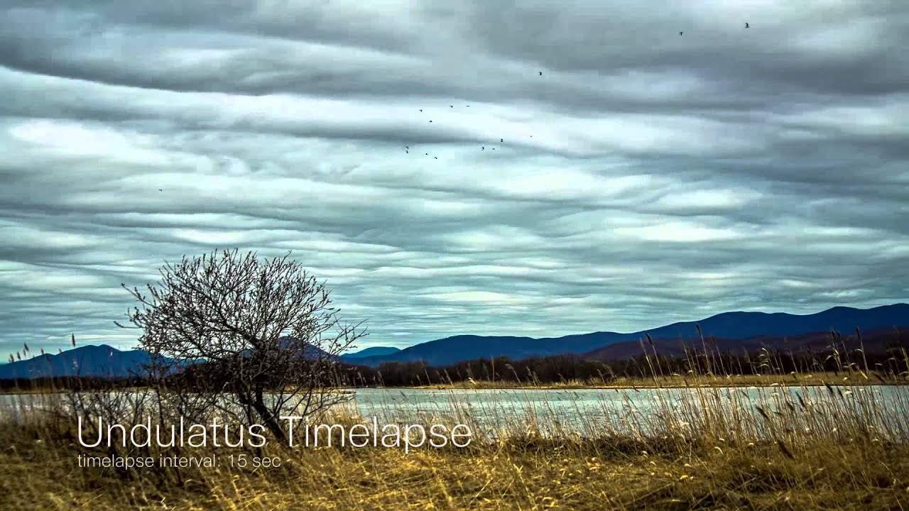 Undulatus Timelapse