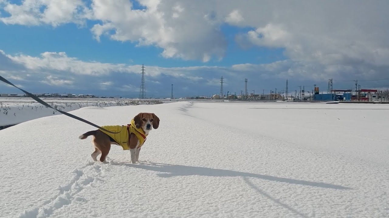 ビーグル犬のもこび日記 2026 1_5