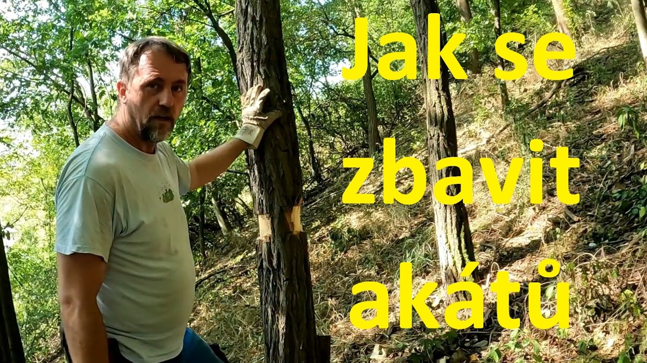 [24] Jak se zbavit akátů