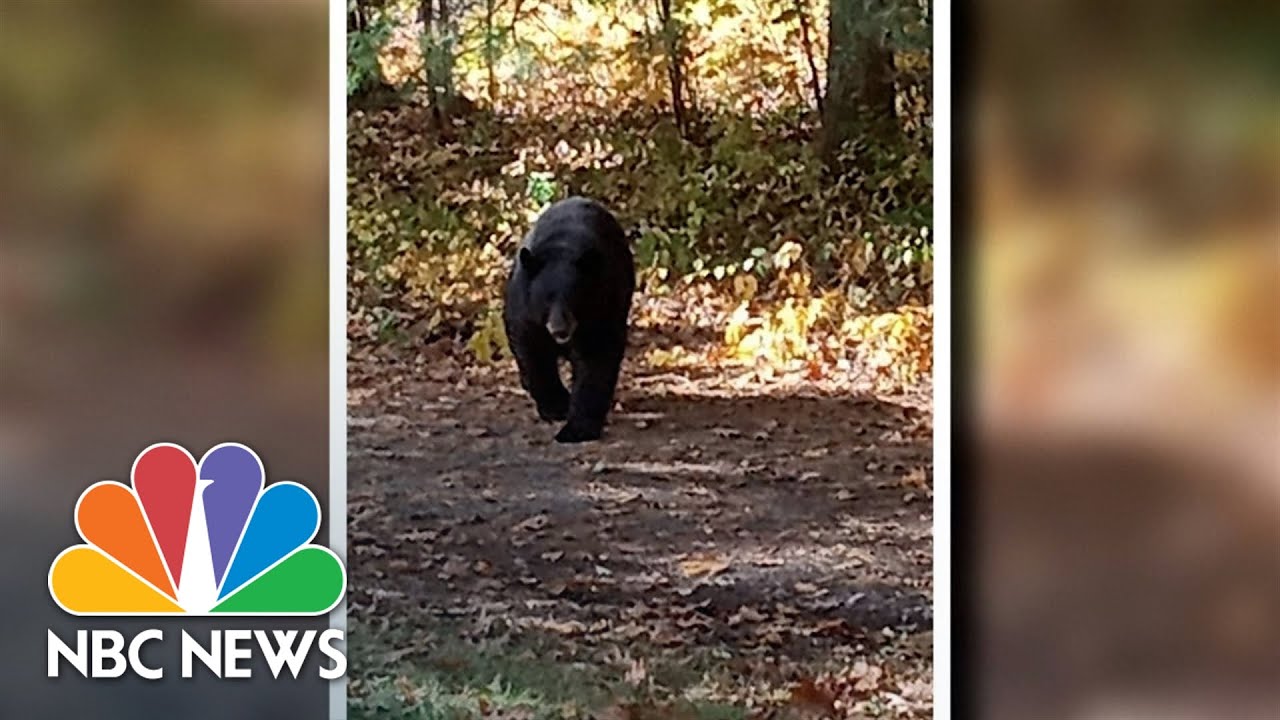 Neighbor Helps Rescue Connecticut Boy From Bear Attack