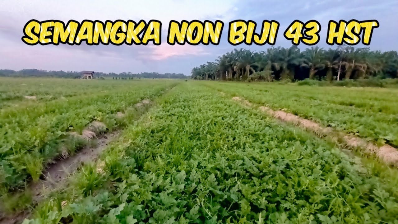 Update Perkembangan Semangka 🍉 NON BIJI Madrid F1 Usia 43 HST