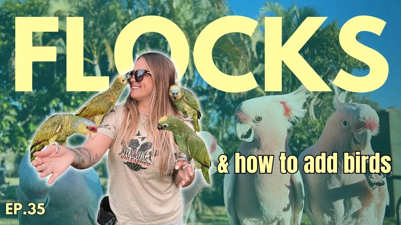 How To Introduce New Birds Into Your Flock! 🦜 | The Parrot Podcast Clips