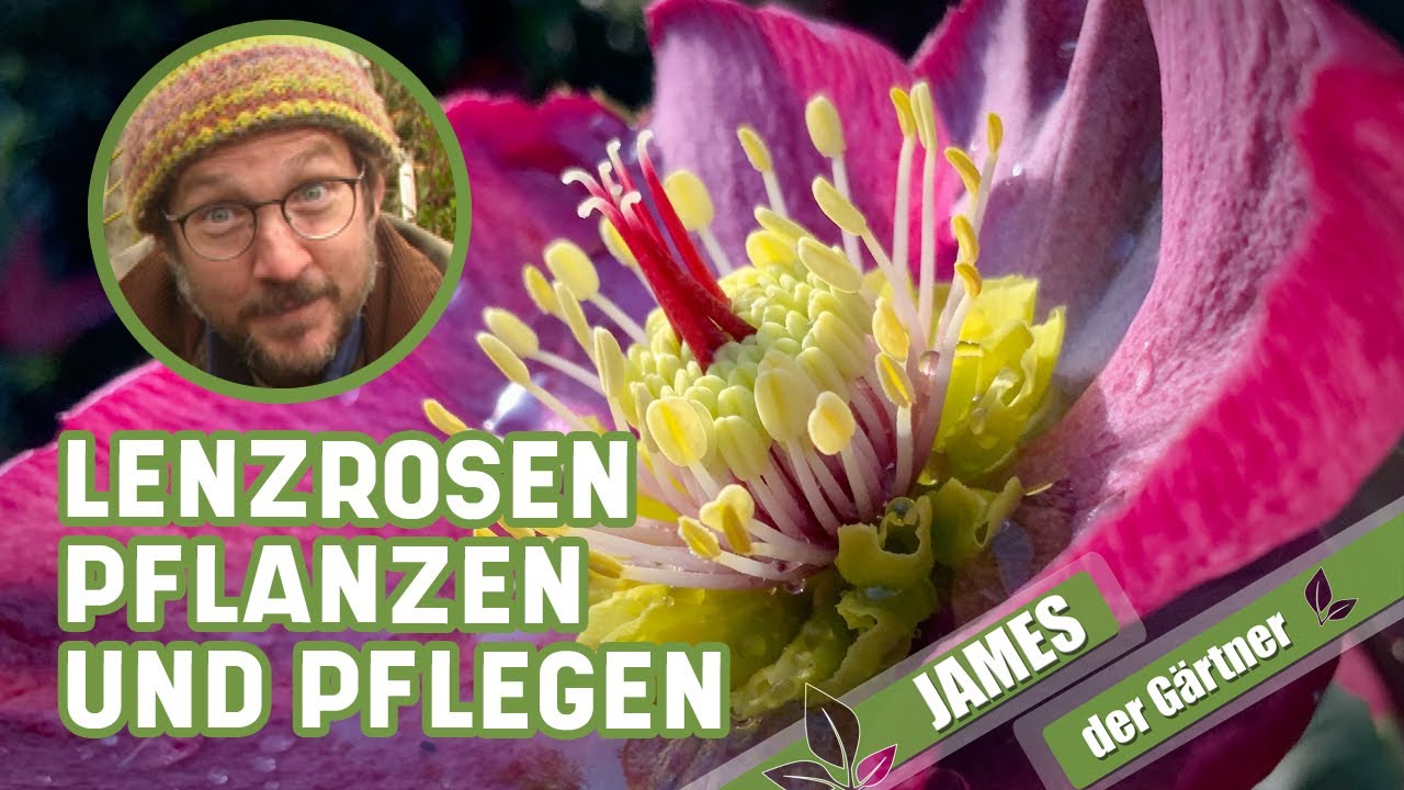Helleborus im Garten und Kübel | James der Gärtner