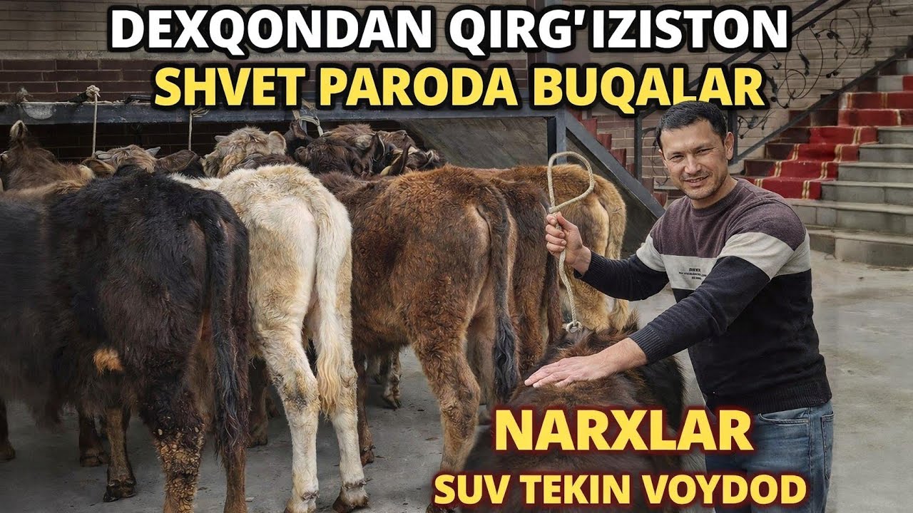 DEXQONCHILIK 8 BOSH QIRG'IZ BUQALAR 🔥YOSH BOQMASIDAN ISHONCHLI SOG'LON SHOSHILING😱🤩6 марта 2026 г.