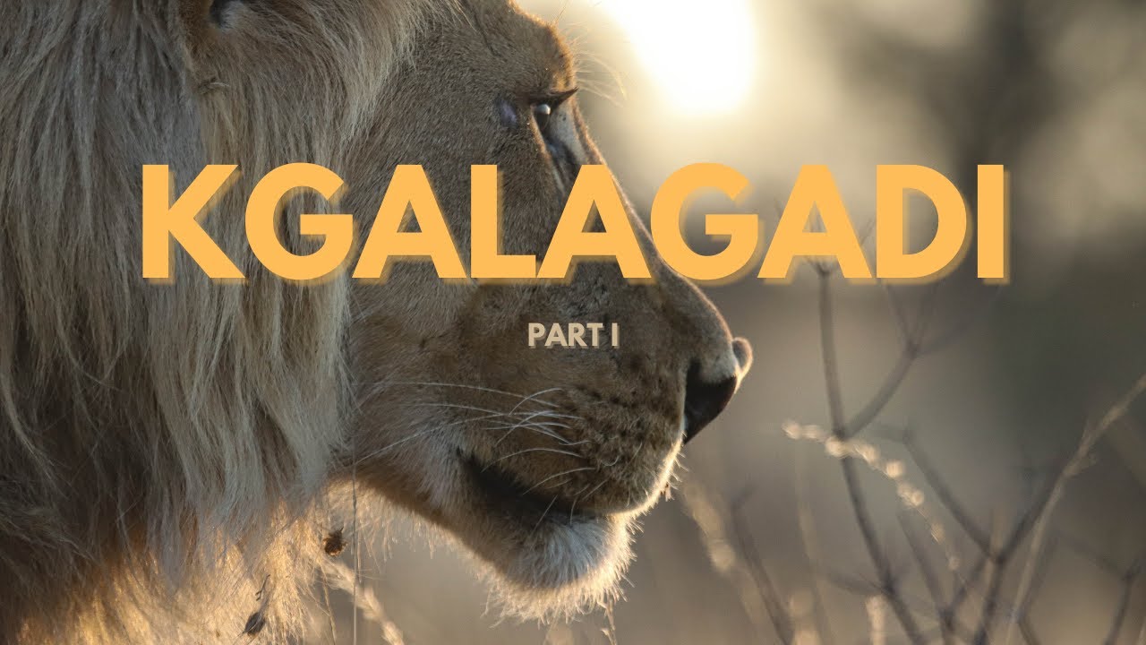 Part 2 | Kgalagadi Transfrontier Park | Vet Students on Safari | South Africa