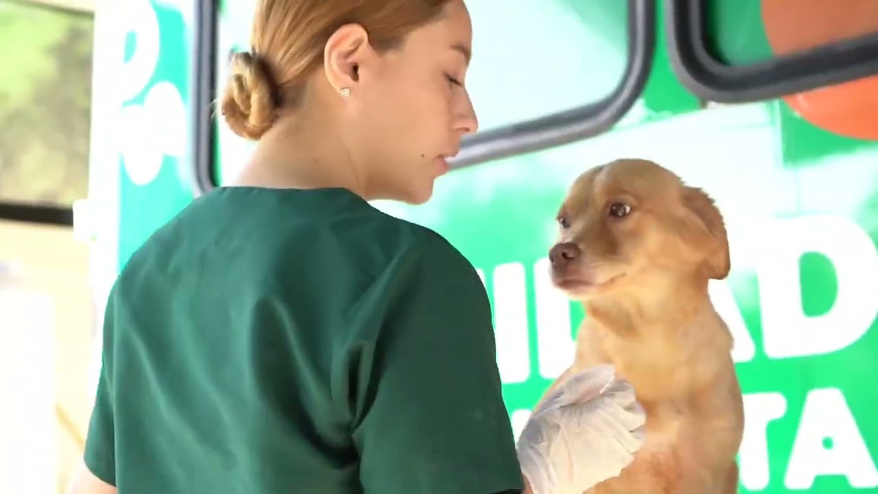 🔰 Pelulandia es el nuevo Hospital Público Veterinario de Pereira
