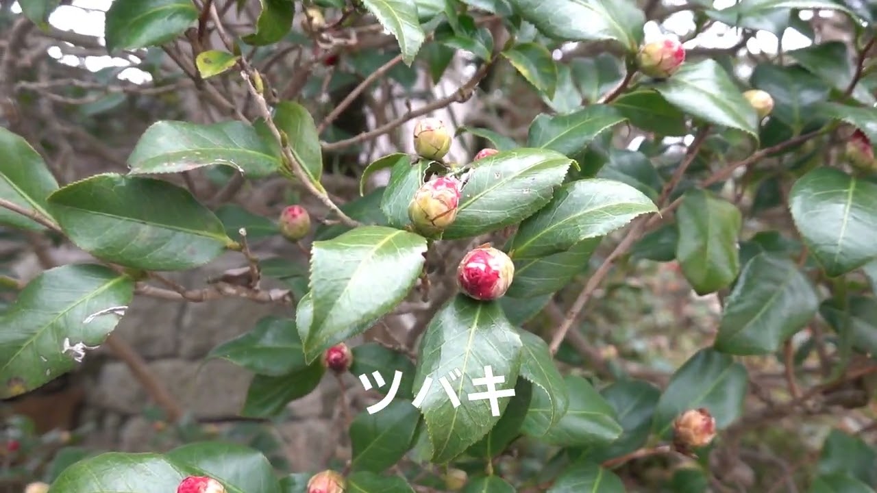 西正寺「花だより56」　2026.2.10