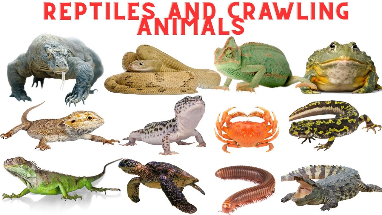 20 Reptiles and Crawling Animals for Kids | Learn Animal Names Vocabulary with Sounds & Pictures