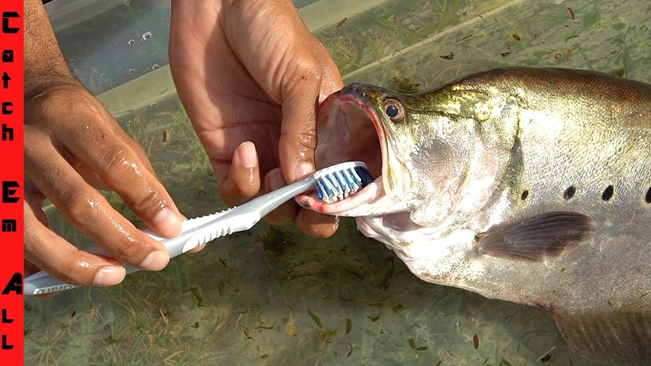 BRUSHING My PET FISH's TEETH! **Why it Helps so Much**