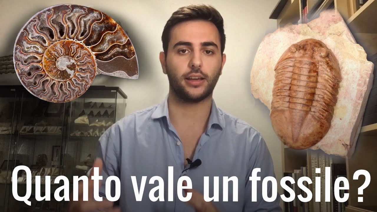 Quanto vale un fossile?