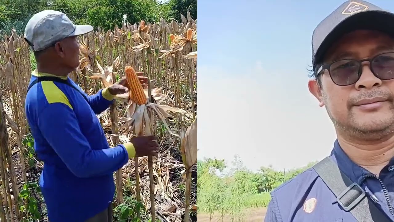 Kiat Sukses Tanam Jagung di Musim Hujan