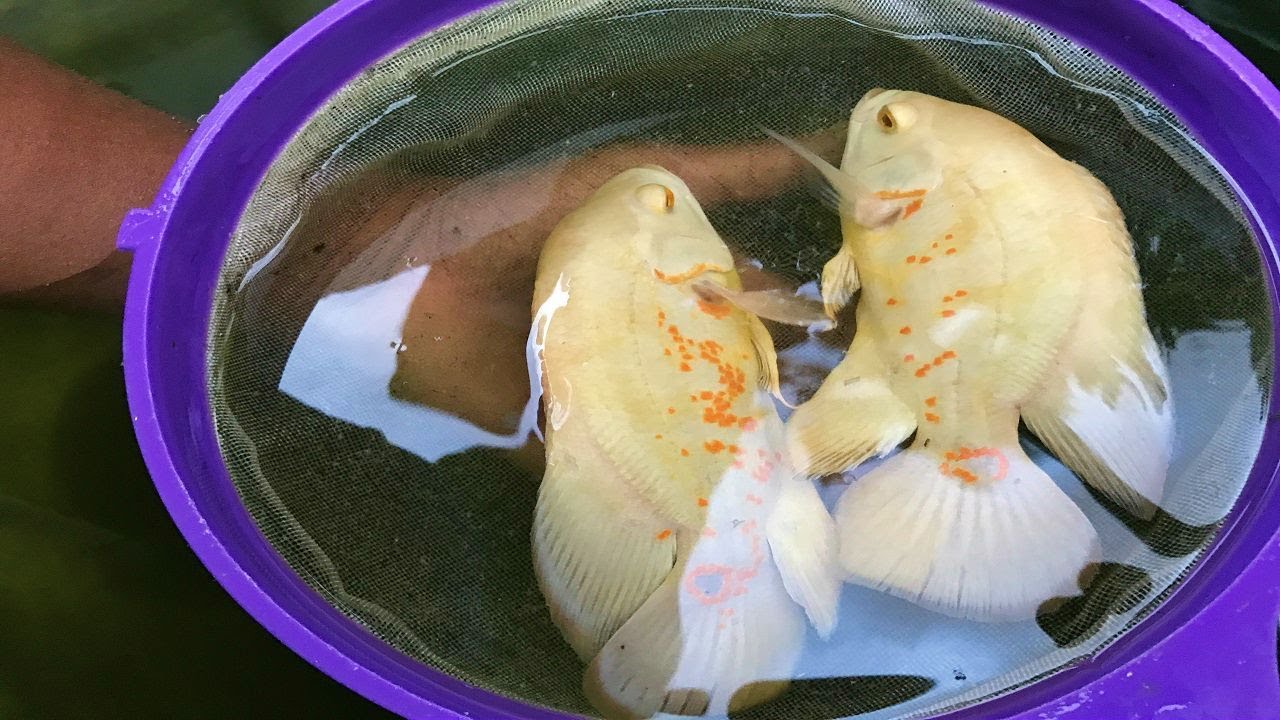 identifica si tu pez oscar es macho o hembra